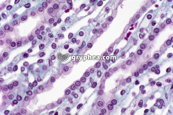 Rein tubules urinaires et capillaires sanguins CL x200 - gryphea.com